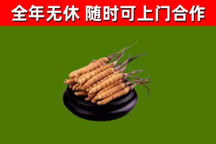 云和县回收散虫草