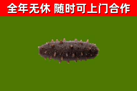云和县回收海参干